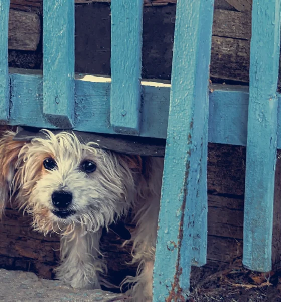 Sylt - Endlich keine Monster am Himmel