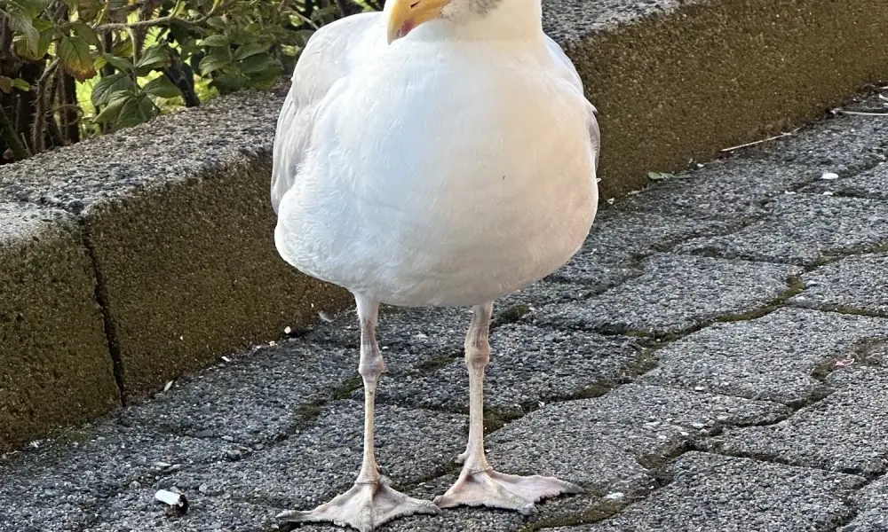 Die große Abrechnung zwischen Sylt, Amrum und Föhr