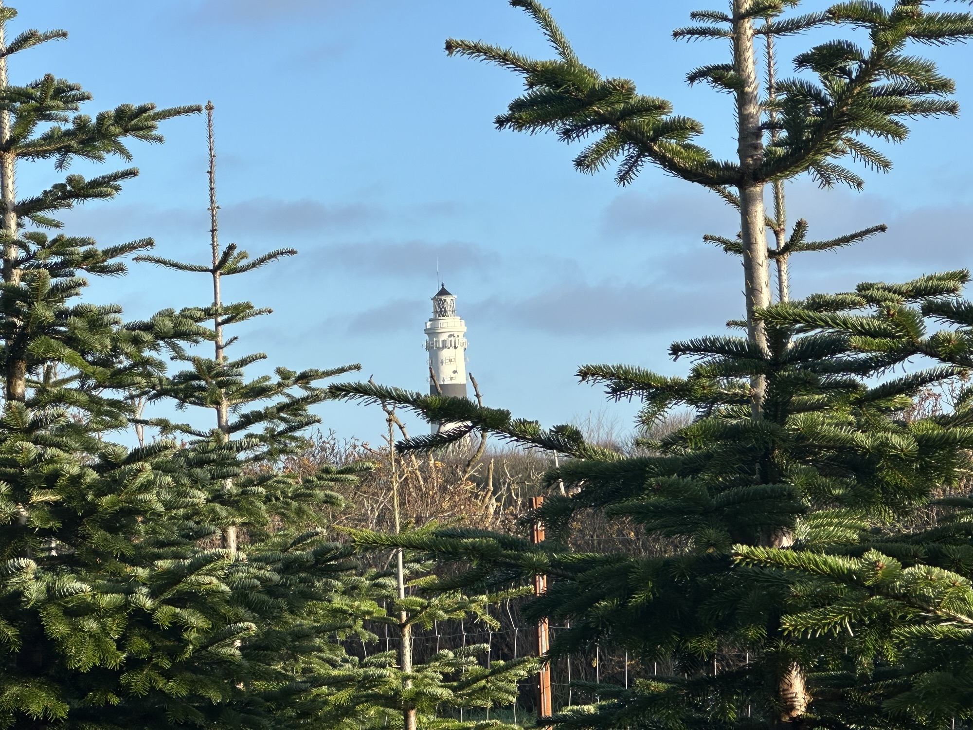 Ein festlicher Ausklang: Termine und Highlights zum Jahreswechsel