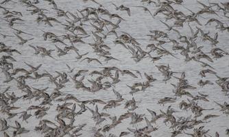 Vogelwelt am Rantumbecken