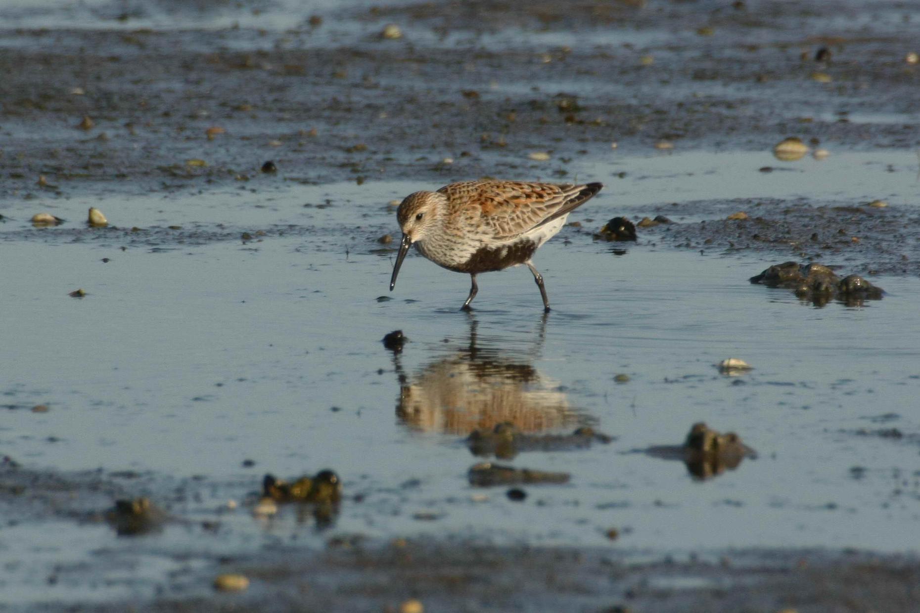 Speisekammer Wattenmeer