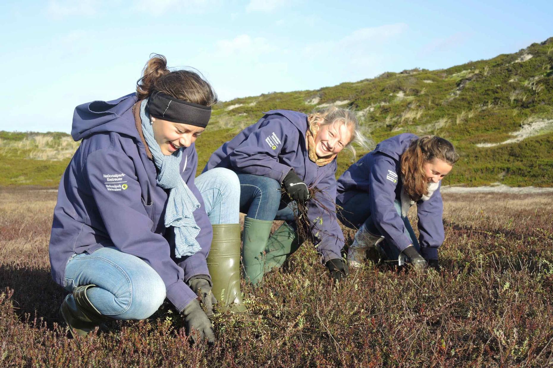 Cranberry Aktion - Naturschutz zum Mitmachen!