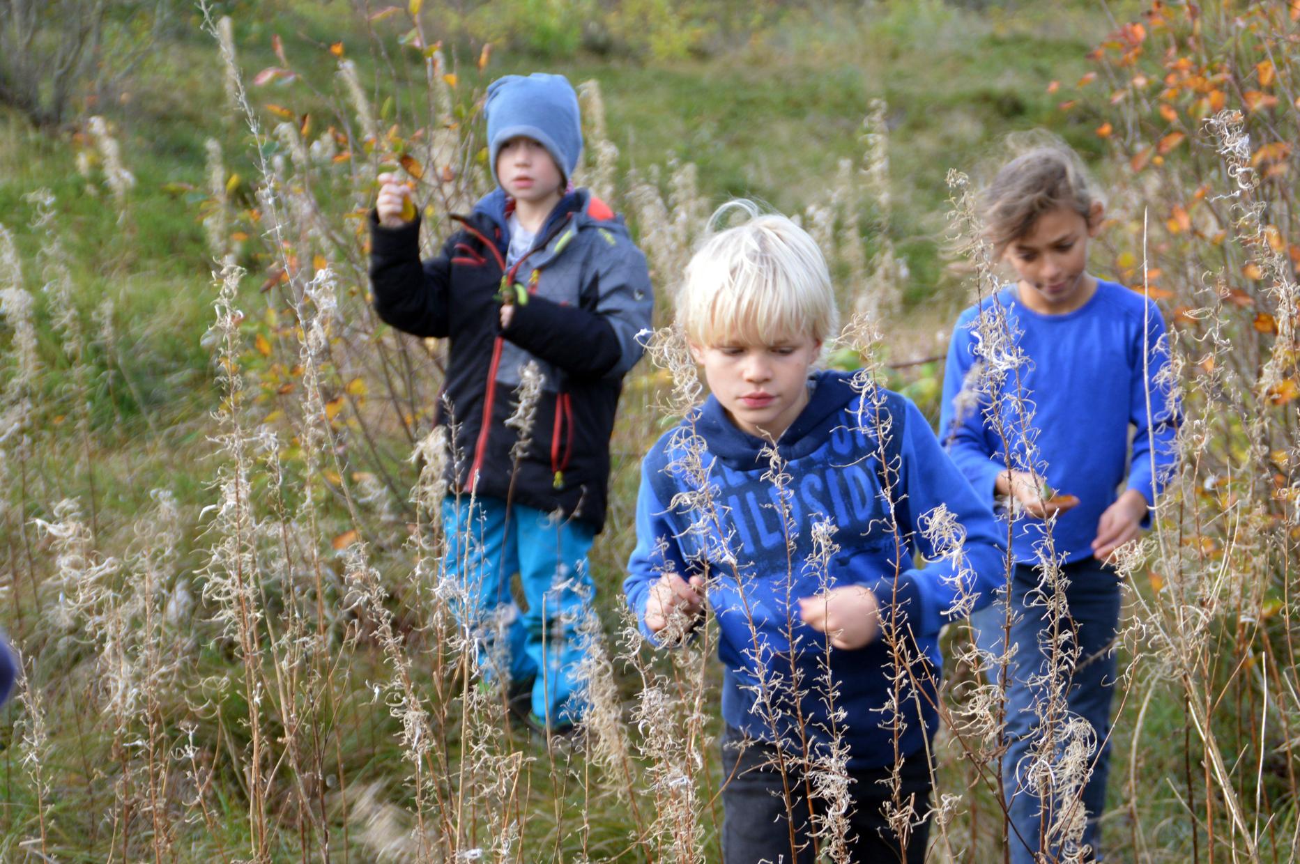 Wildniskurs
