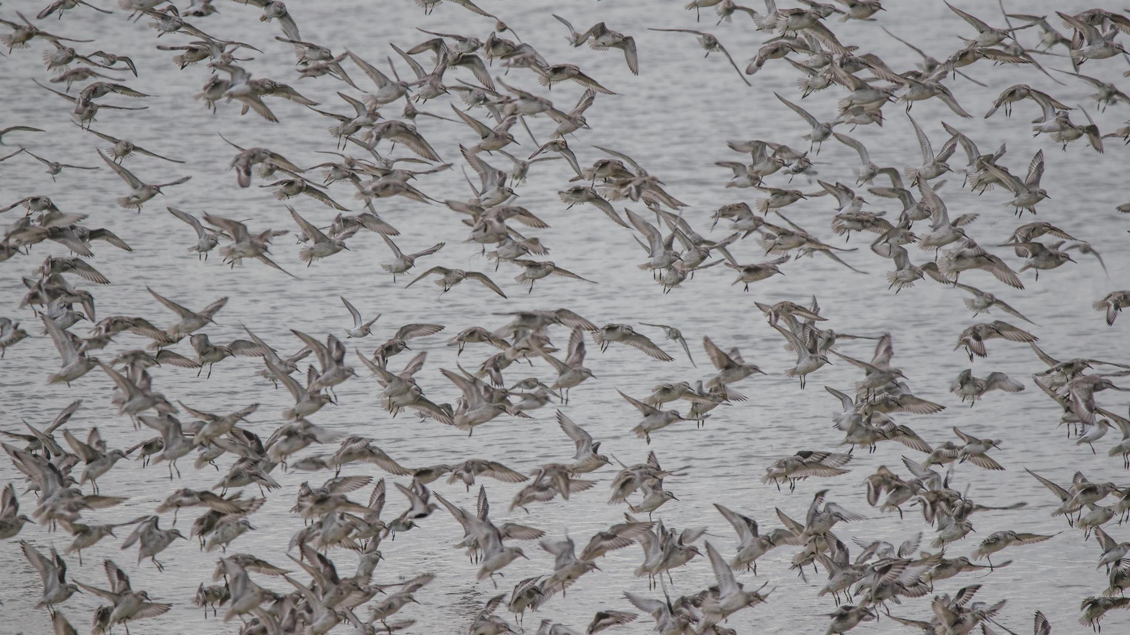 Vogelwelt am Rantumbecken