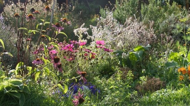 Natur- und Kräutergartenführung
