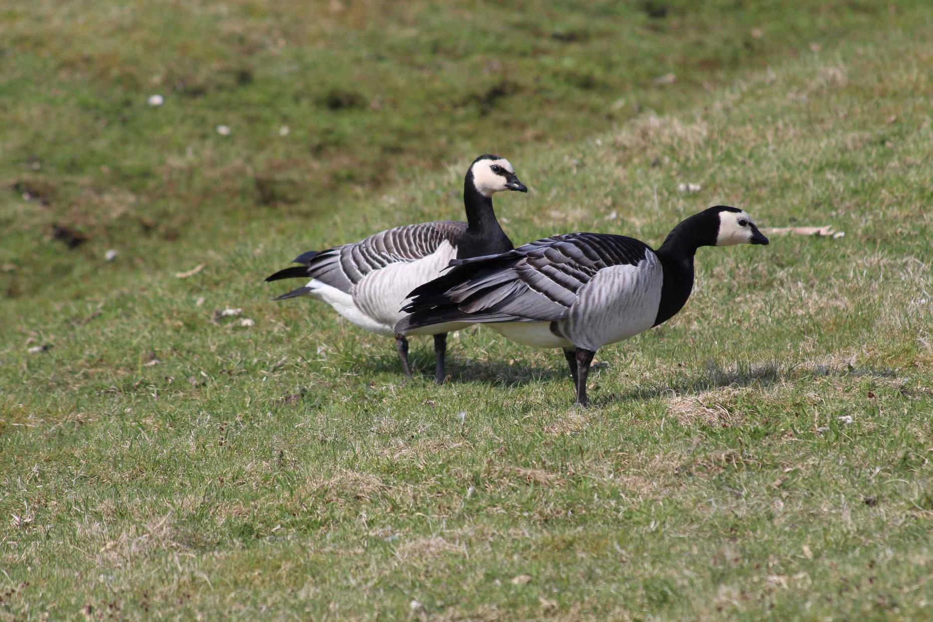 Die faszinierende Vogelwelt in Keitum (Sylt)