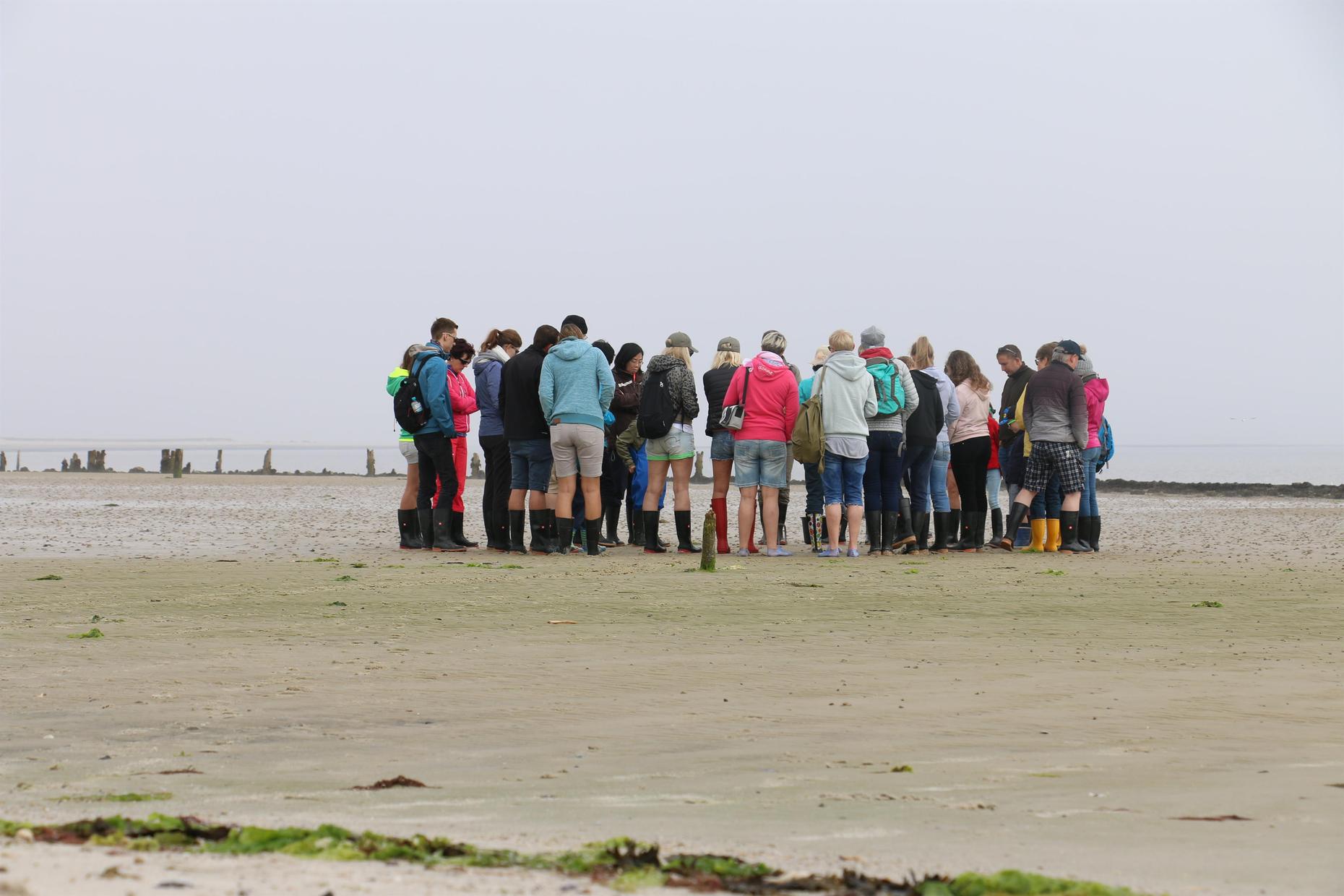 Wattenmeer erleben