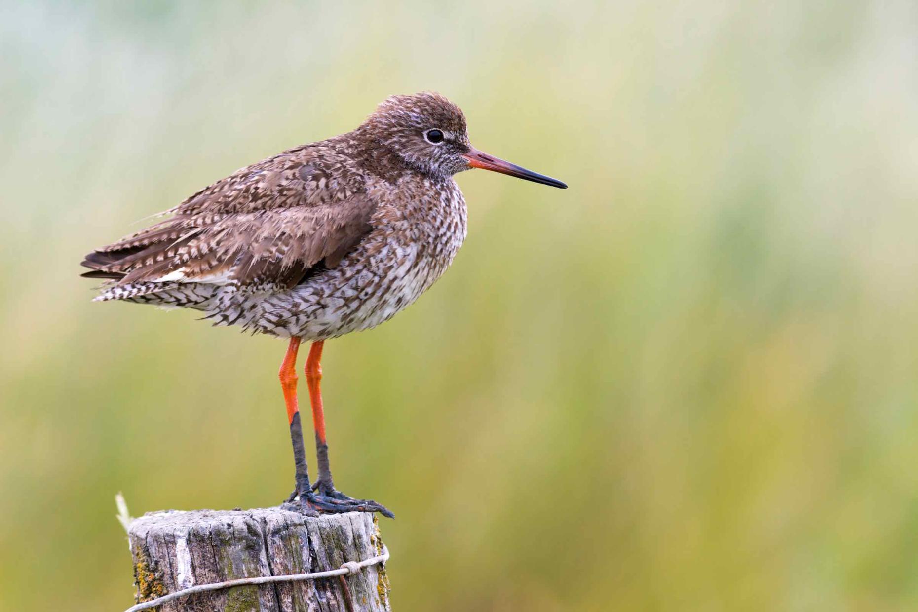 Führung: Die Vogelwelt in Hörnum auf Sylt