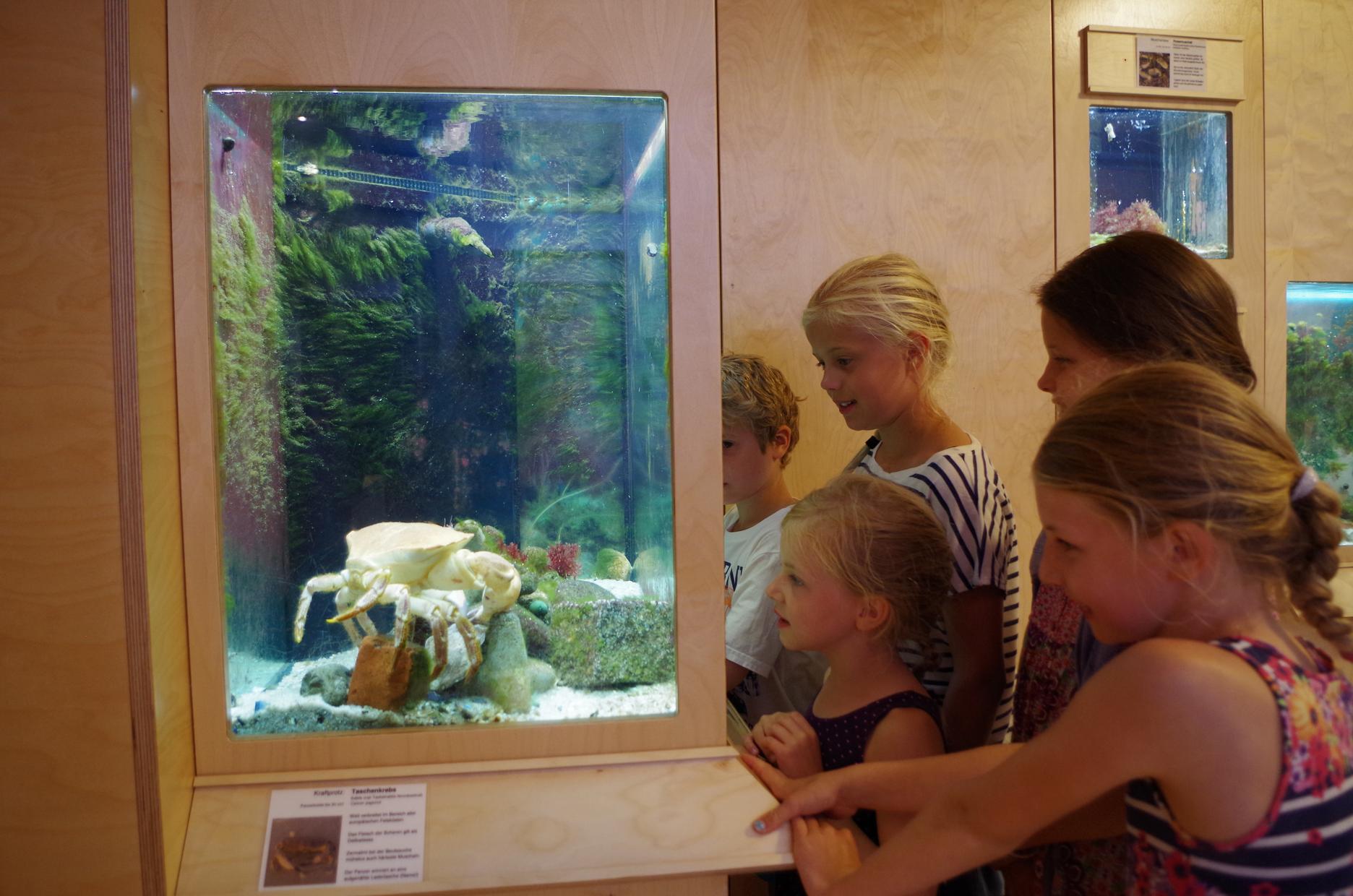 Fütterung der Tiere unserer Aquarien