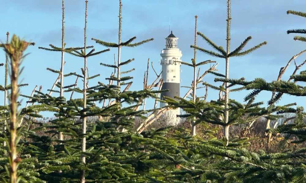 Die große Tannen-Offensive – Wo Sylt jetzt nadelt