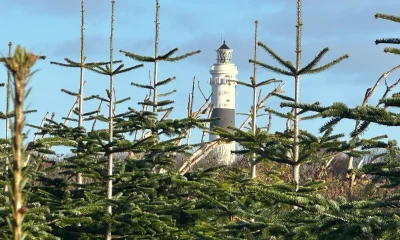 Die große Tannen-Offensive – Wo Sylt jetzt nadelt