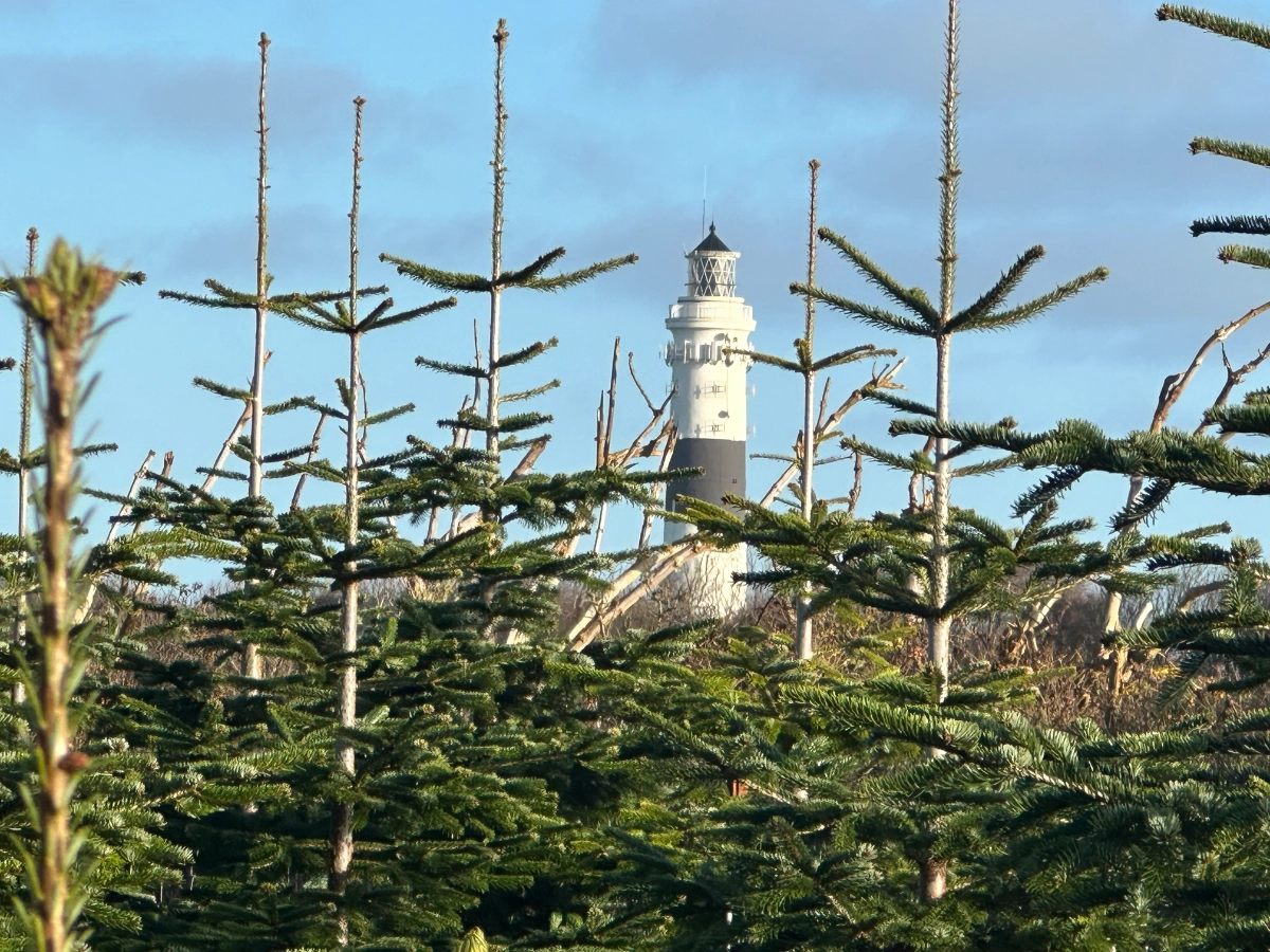 Die große Tannen-Offensive – Wo Sylt jetzt nadelt 59 Die große Tannen-Offensive – Wo Sylt jetzt nadelt